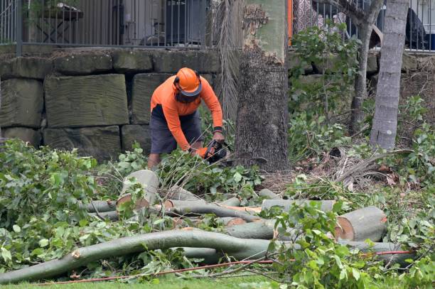 How Our Tree Care Process Works  in  Waverly, NE